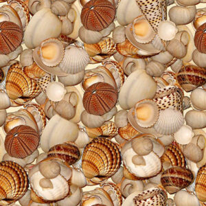 Seashell Medley