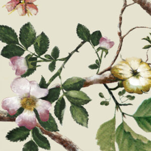 Tea Rose